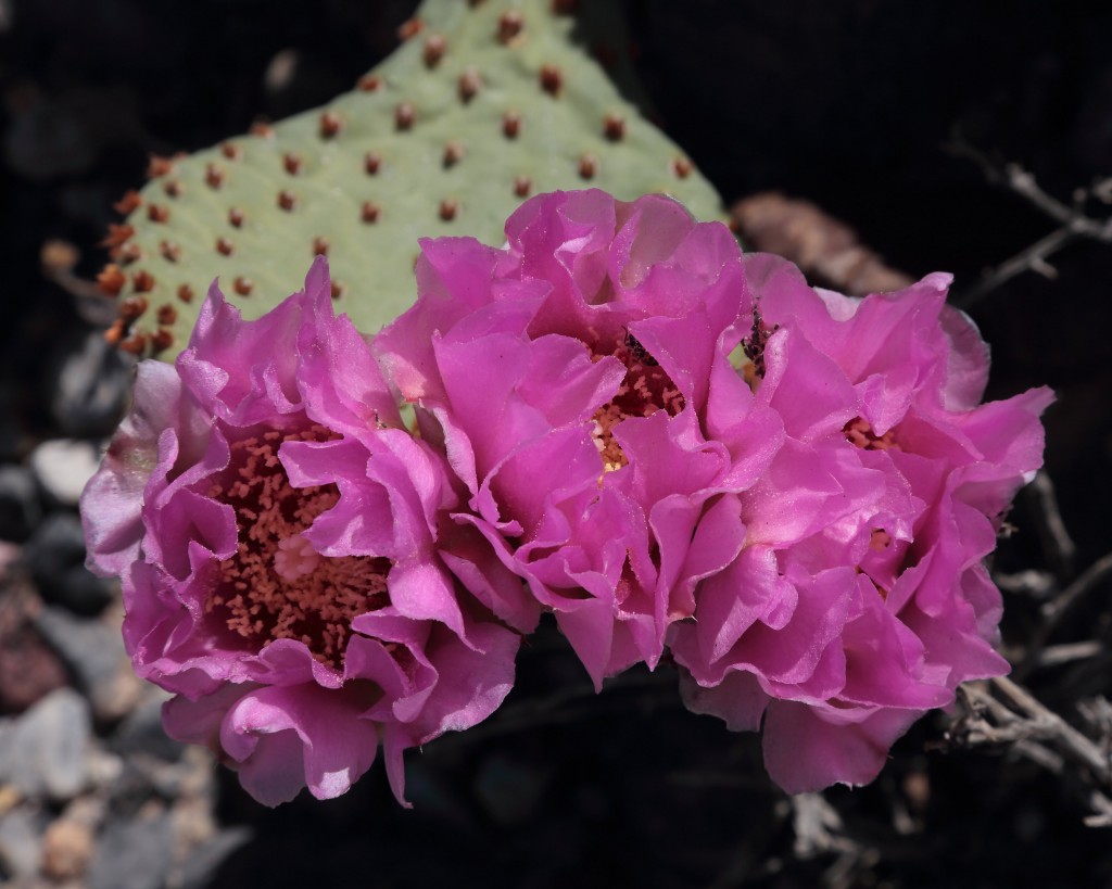 Beavertail Cactus in Death Valley